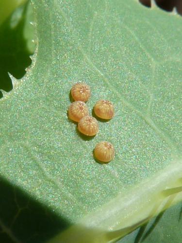 Réf. 224 508 : Hecatera dysodea
